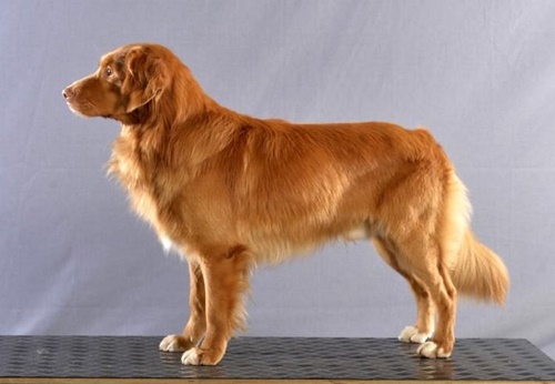 Dutch Nova Scotia Duck Tolling Retriever Puppy : Minneapolis Mn Nova Scotia Duck Tolling Retriever Meet Frank A Pet For Adoption / Nova scotia duck tolling retrievers are not small golden retrievers.